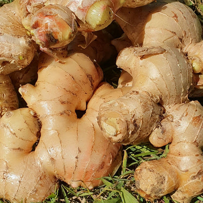 Fresh Mature Ginger (2kg) *FREE shipping