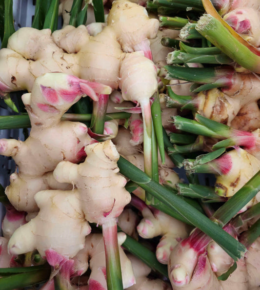 New Season Ginger (1kg) *FARM PICKUP ONLY