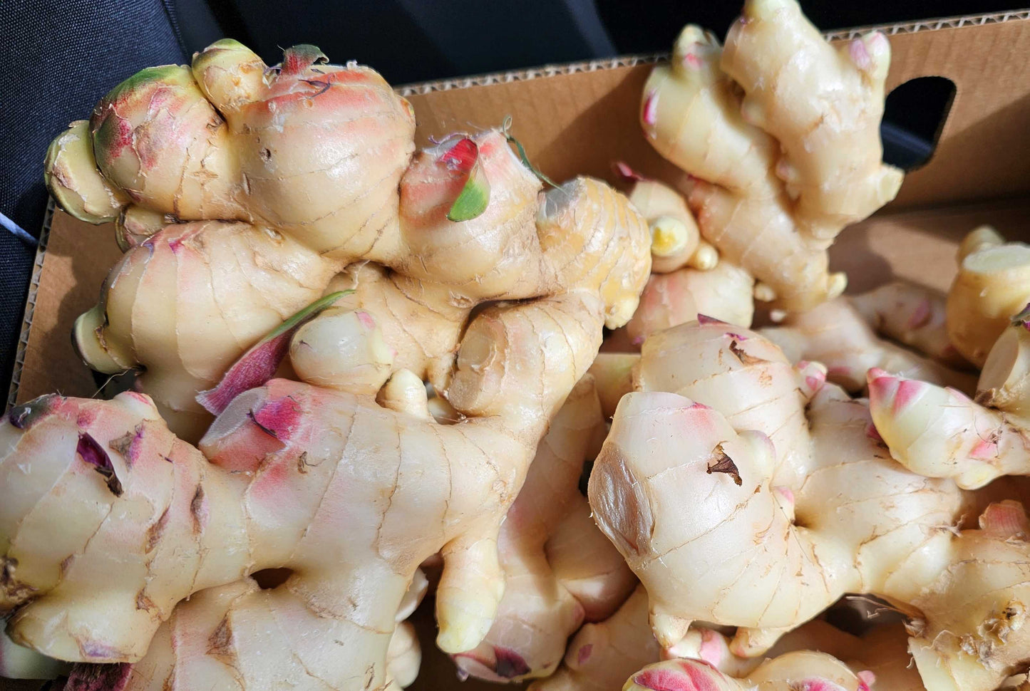 New Season Ginger (1kg) *FARM PICKUP ONLY